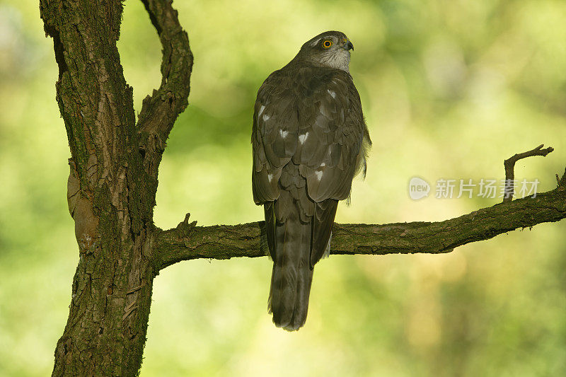 欧亚雀鹰(学名:Accipiter nisus)